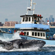 Officials from Harbor Excursions say they have barreled full speed into as many as 25 whales in a single afternoon.